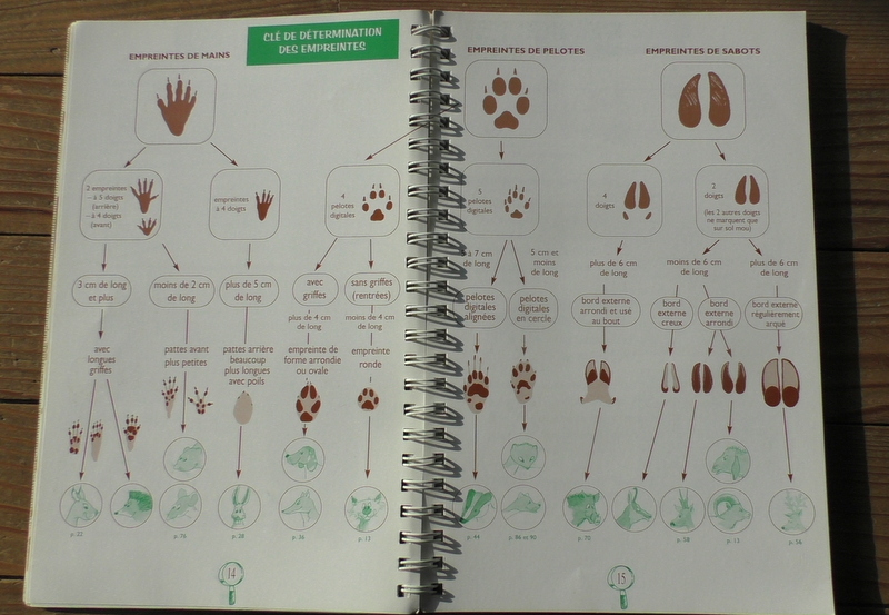 Porte‐clés d'Empreintes d'animaux de la forêt ou Empreintoscope? - le  journal d'une famille IEF