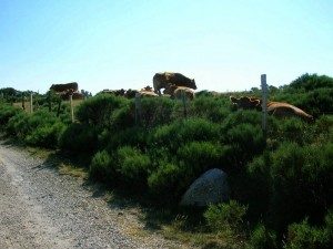 Vers-le-Mont-Lozère-300x225