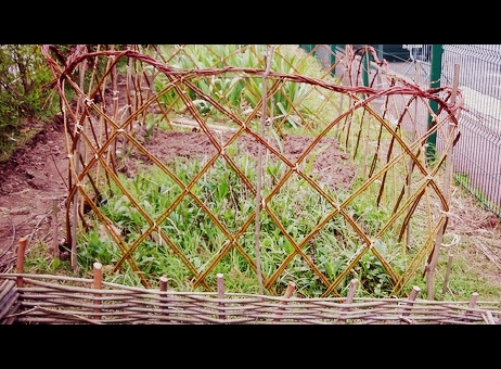 palissade-saule