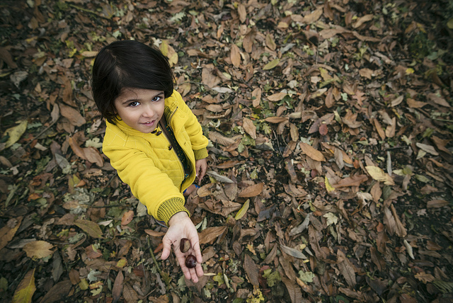 intelligence naturaliste en foret