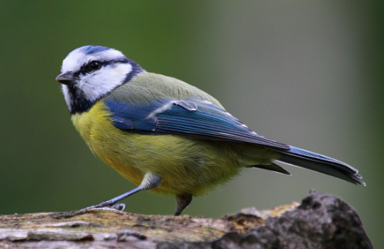 Les oiseaux du jardin en taille reelle