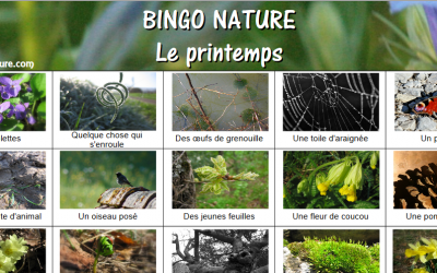 bingo_nature